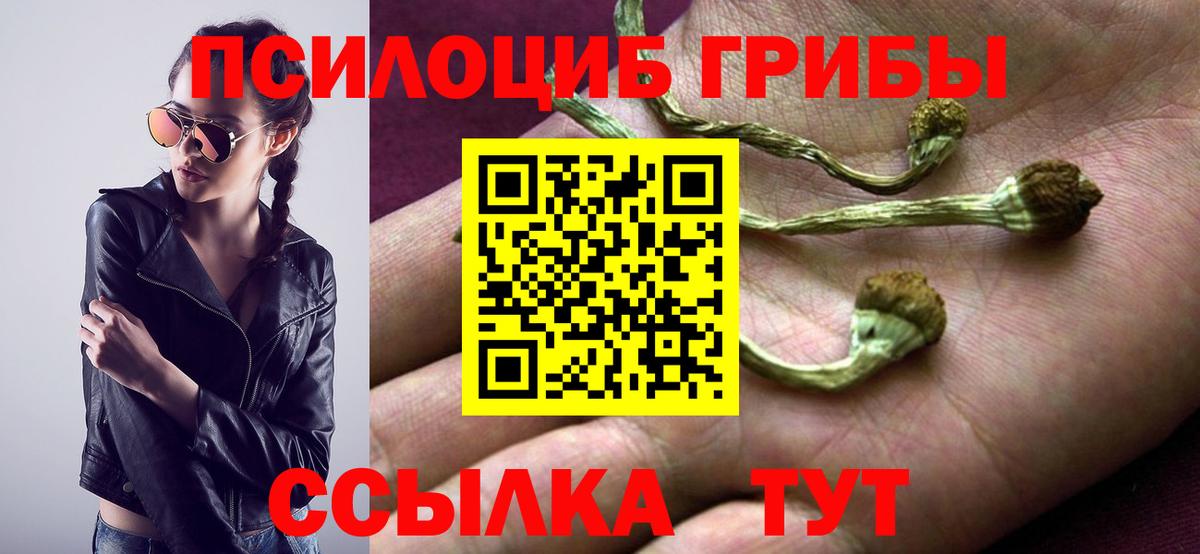 Псилоцибиновые грибы Psilocybe Богородицк